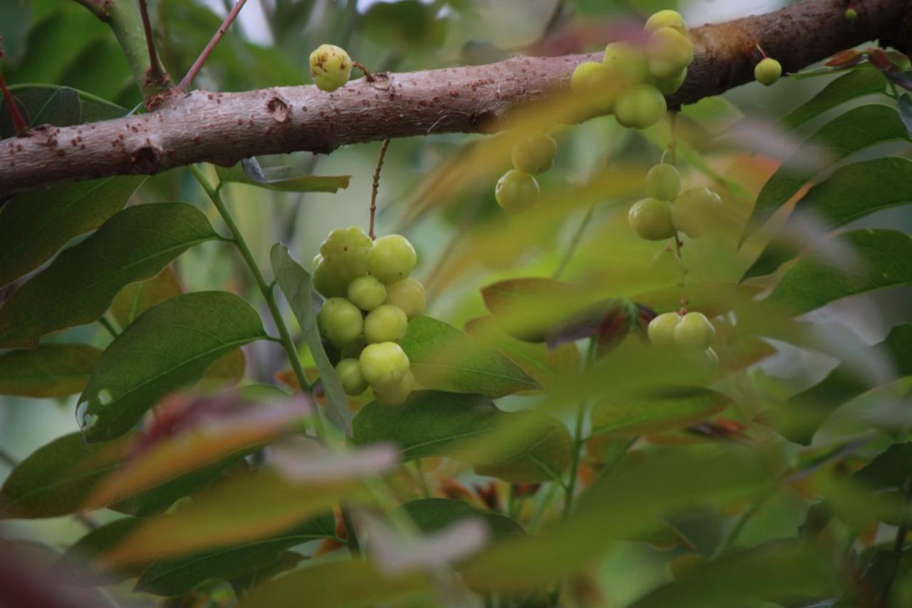 Vividearth Resorts Bandipūr 外观 照片